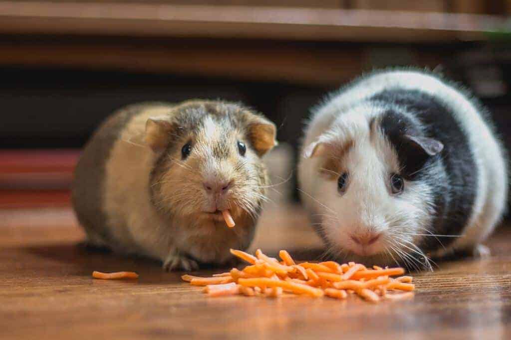 huisdieren gelukkig cavia