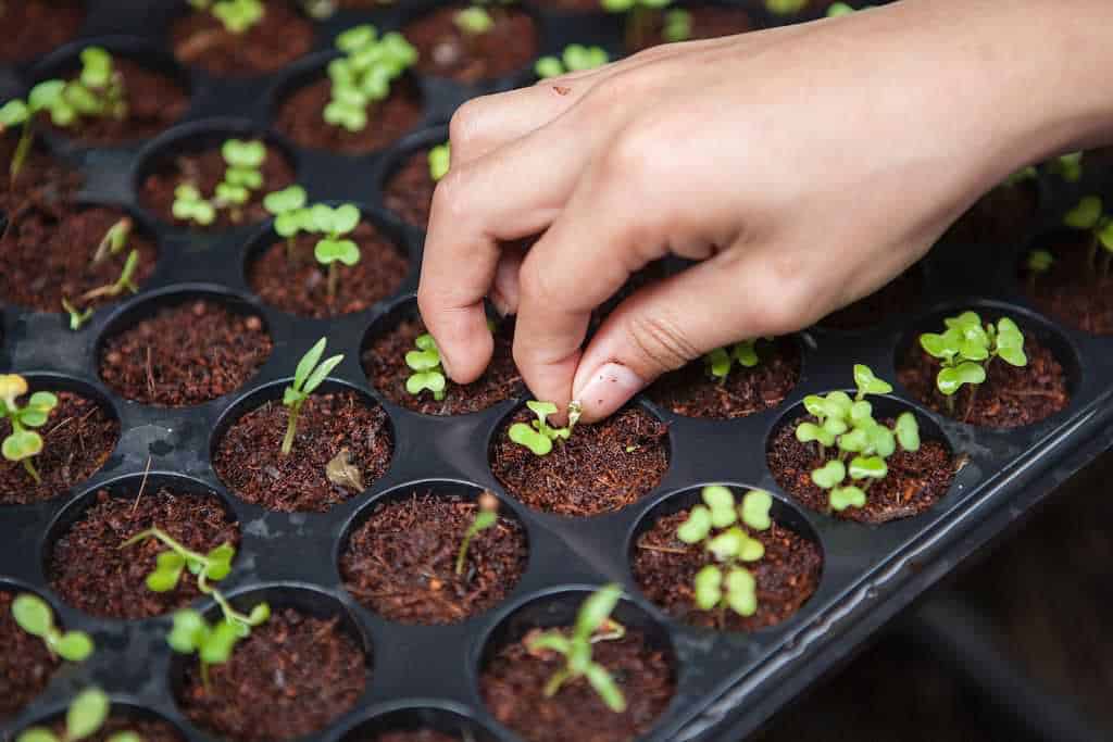 bewuster keven plantjes