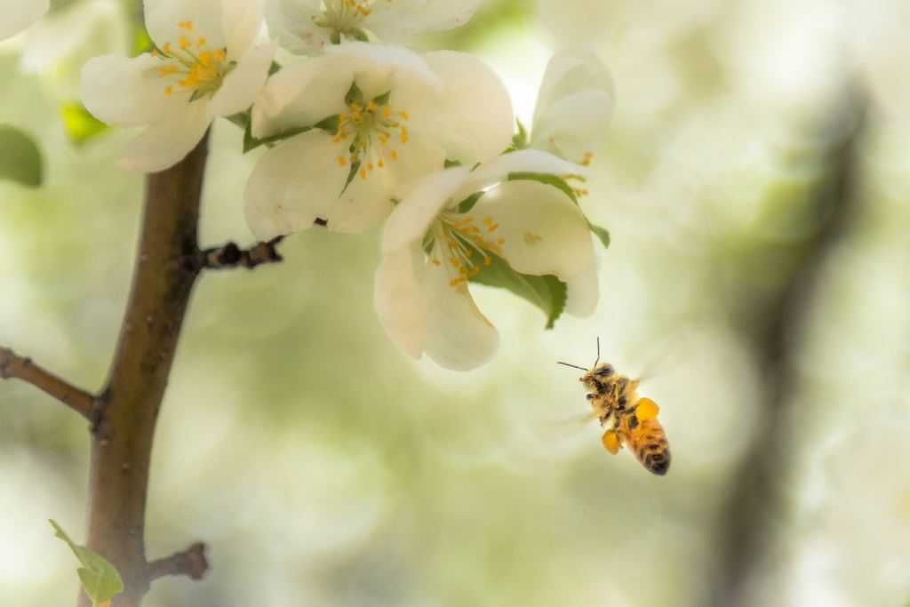 bij bloem