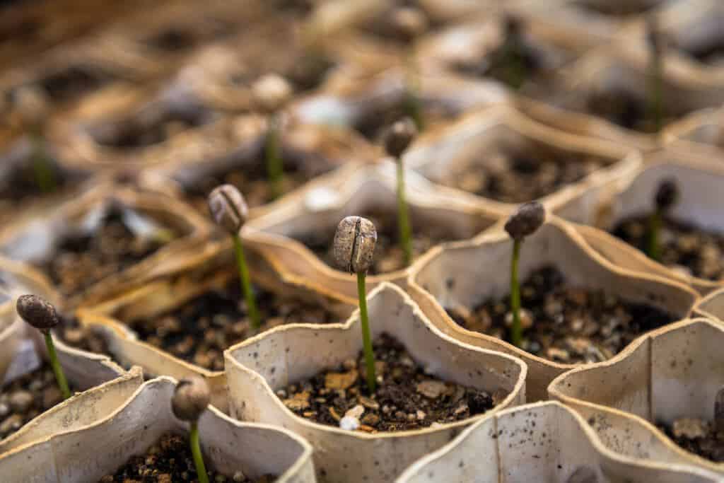 milieuvriendelijk of milieuonvriendelijk plantjes