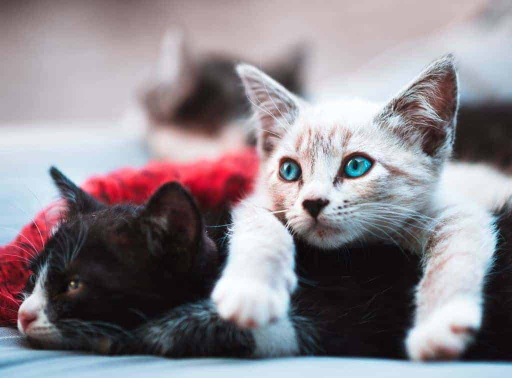 Kittens