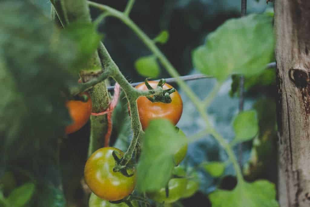 Eigen moestuin tomaten