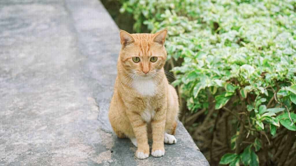 kat tuin kattenbak