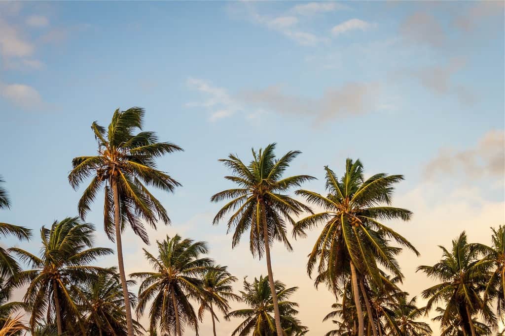 vakantiegevoel palmbomen