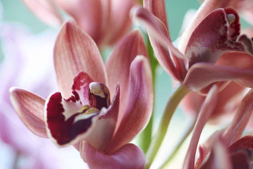 zeg het met bloemen Bloemenbureau Holland alstroemeria