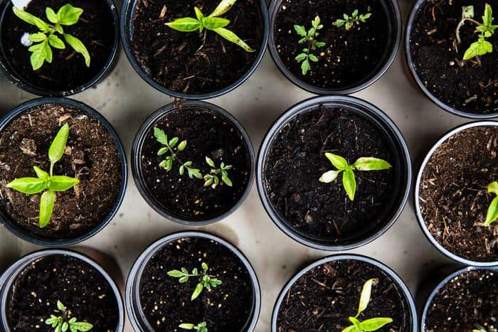 Tuintips tuinieren