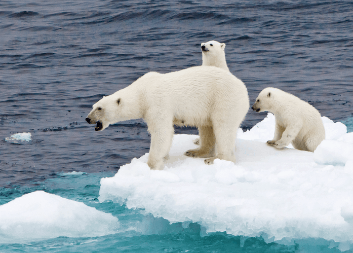 polar bear Greenpeace