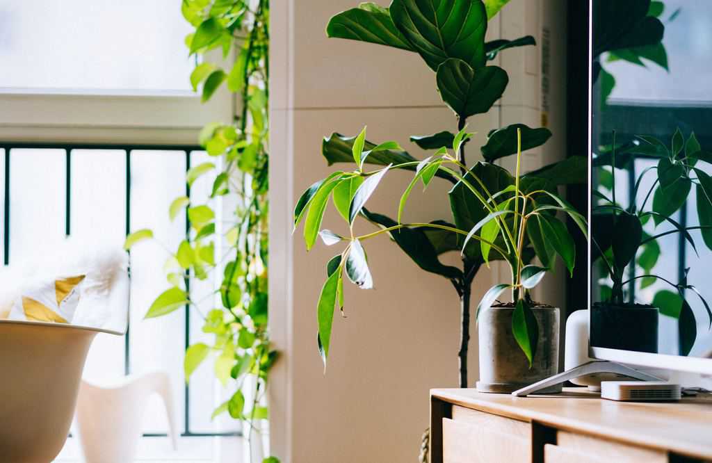 planten frisse woonkamer