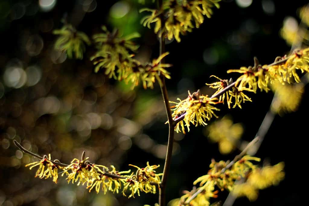 hamamelis toverhazelaar tuinplanten