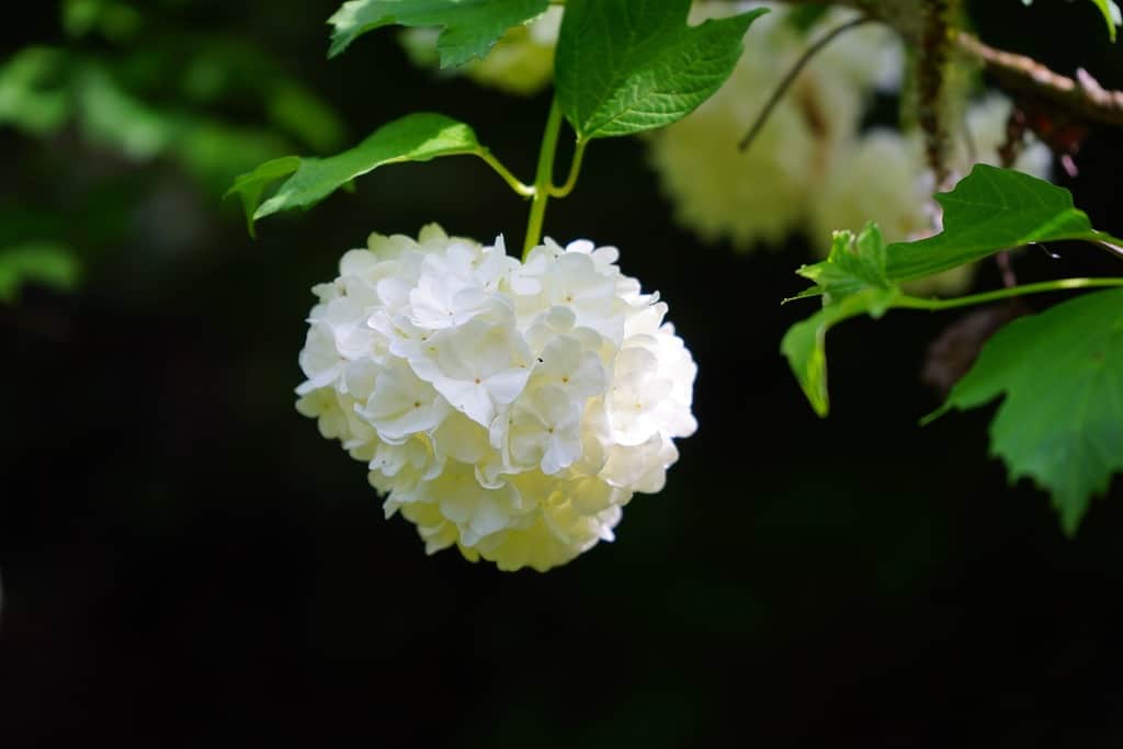 viburnum opulus sneeuwbal tuinplanten winter