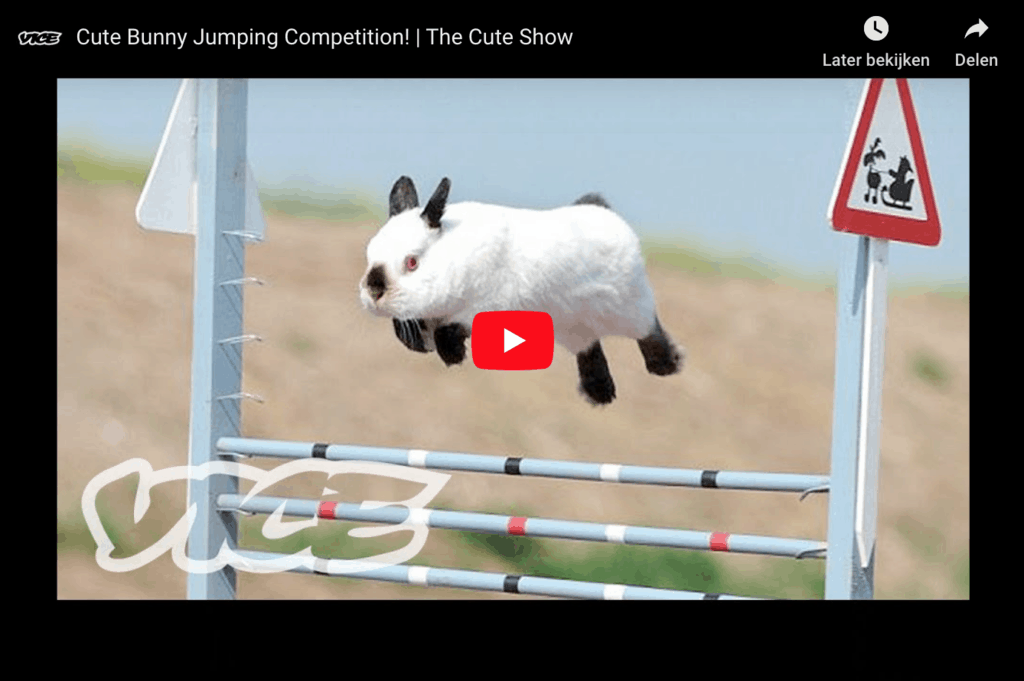 Video van de dag: springwedstrijd voor konijnen - Blijtijds.nl