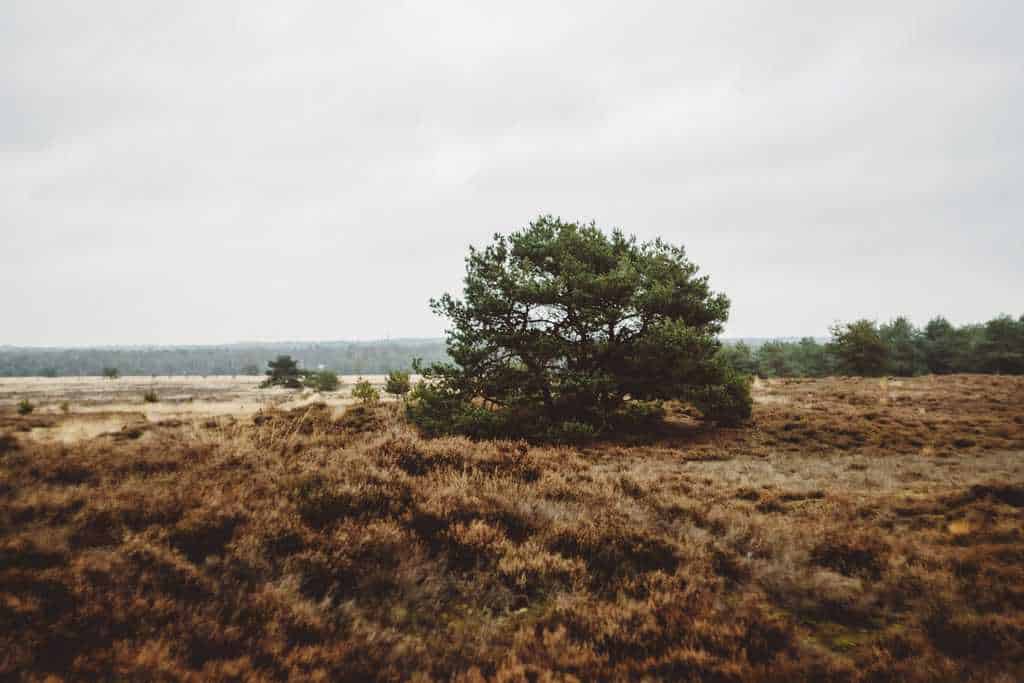 heide natuur