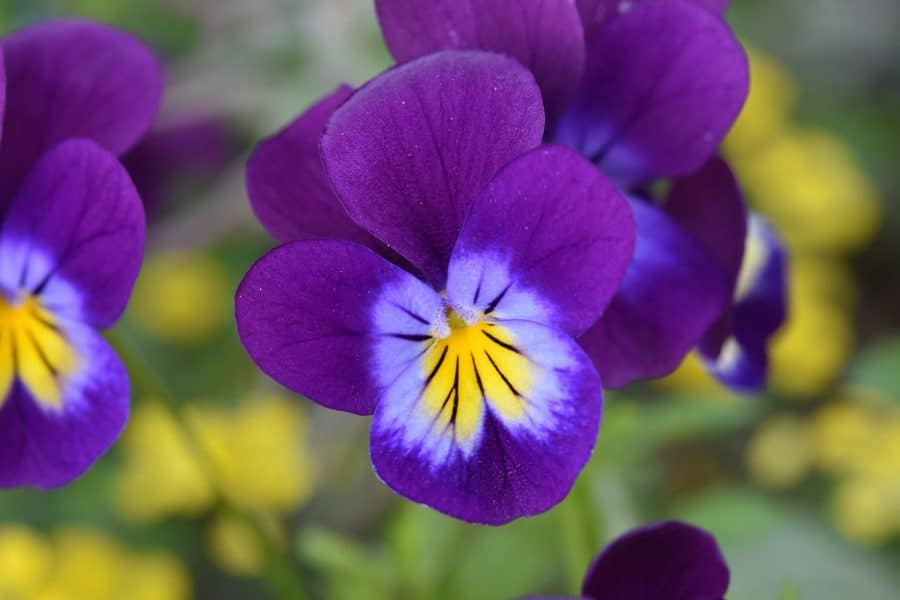 beplantingstips viooltjes