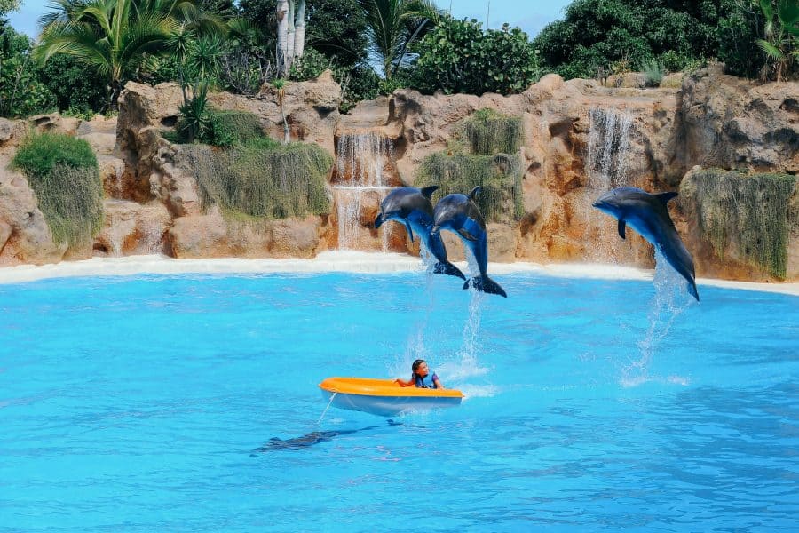 zwemmen met dolfijnen